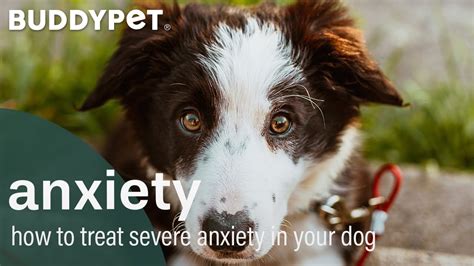  Treating Severe Anxiety When your dog exhibits extreme anxiety or fear before and during a car ride, you