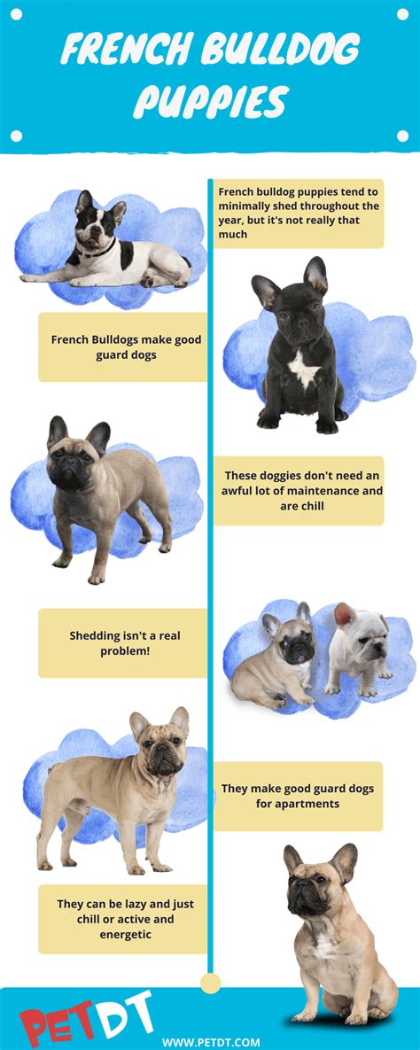  Treatment Of course, if you see any kind of growth on your French Bulldog, it is paramount that you take them to the vets to be assessed