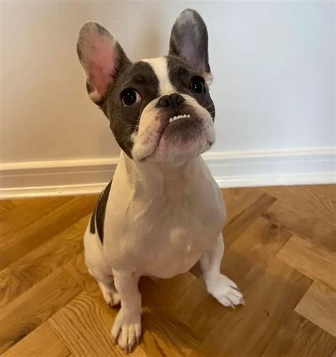  Treatment Options for French Bulldogs with an Underbite If your Frenchie has been diagnosed with an underbite, you have several treatment options depending on how severe the condition is