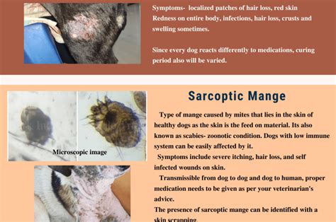  Treatment Types of mange There are two predominant forms commonly found in canines: sarcoptic and demodectic mange