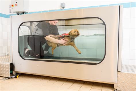  Treatments such as massage, water treadmills and electrical stimulation are available for dogs and can have excellent success