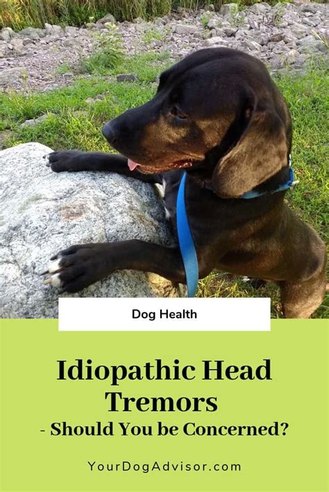  Tremors of any kind should be cause for concern in a dog