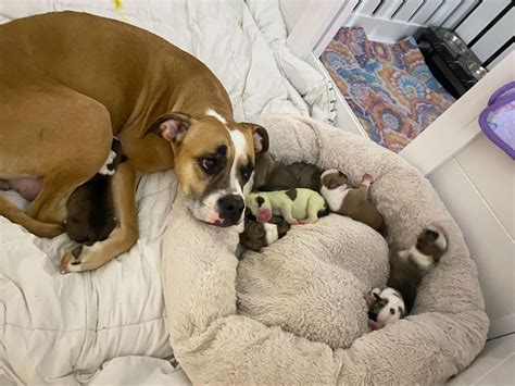  Trevor Mosher and his wife, Audra Rhys, were anticipating the birth of seven puppies from their American valley bulldog , Freya