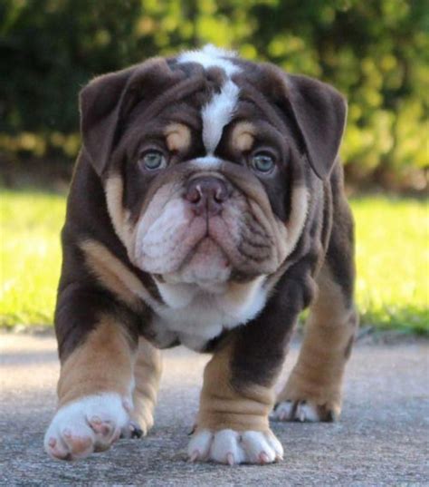  Tri-color English Bulldog The tri-color English Bulldog combines three hues, and the third color is pale tan or golden brown
