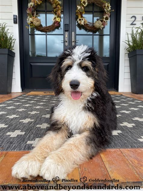  Tricolor Bernedoodle puppies are typically created by crossing a Bernese Mountain Dog with a Poodle, resulting in a variety of stunning coat patterns that can include tri-color phantom, tri-color sable, merle or a combination of black, white, and tan