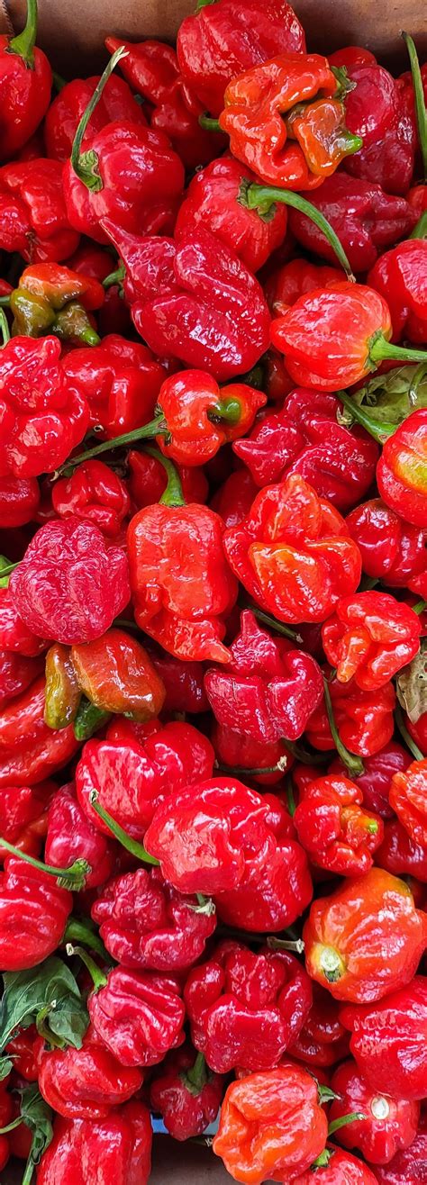  Triple X Hot Pepper yuvası