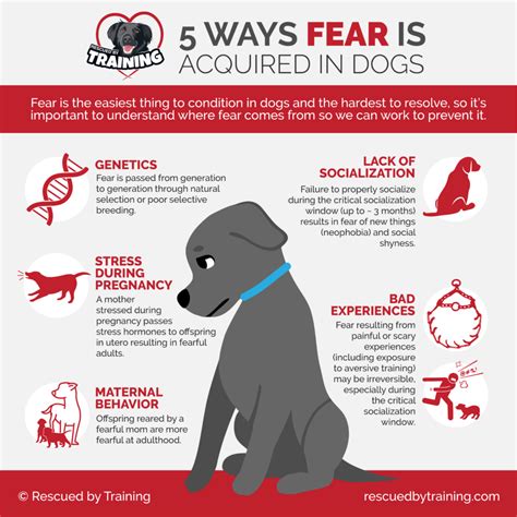  Trust me fear-based training does make a difference when started in the first 8 weeks and research corroborates this and that early puppy training the first 8 weeks helps to temper these responses, but every puppy is different, and every home and environmental conditions are different as well