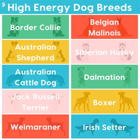  Try also to find one made for high-energy dogs, which should have extra protein content