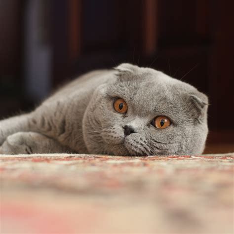  Try as she might, her curly-coated Scottish fold Hootie refuses to go jogging with her