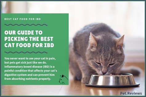  Try diet therapy first If your kitty has symptoms of IBD, diet therapy can be initiated before, during, or after any diagnostic tests