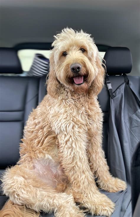  Try introducing your new Goldendoodle to unfamiliar people, car rides, and a variety of sounds