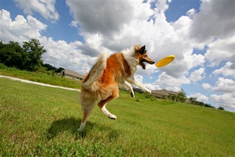  Try teaching your dog how to play frisbee