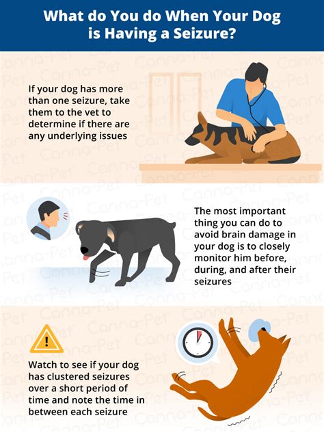  Try to observe your dog, and if it has more than one seizure per month, then you have to get treatment from a veterinarian
