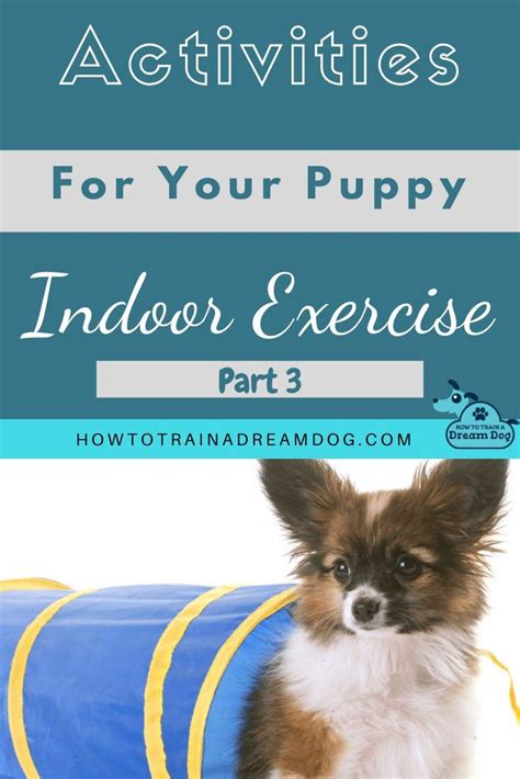  Try to train at times when the dog is not tired, but also not bursting with pent-up energy