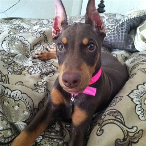  Tulare Doberman puppies rehome 11 weeks old