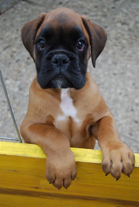  Tux is an adorable month-old male Boxer mix puppy who is looking for a loving, active, and happy forever family