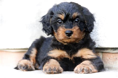  Two beautiful F1 Cavapoo puppies left available for adoption, ready to go home after September 12th, 