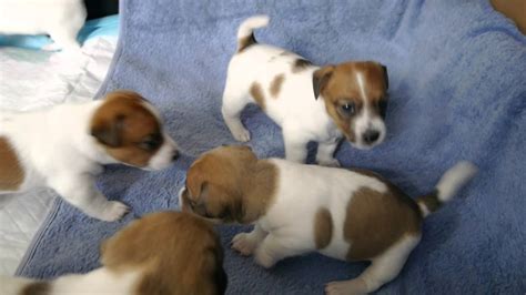  Two left jack Russel 8 weeks old boy and girl for boy for girl can not keep them so want to rehome them to a loving home