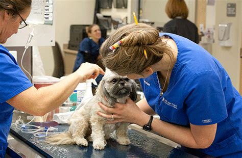 Two primary areas of interest for veterinary care include treatment for pain and seizures