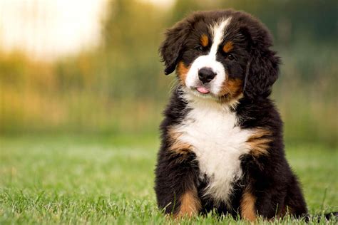  Two pups have smooth coats that resemble a Bernese mountain