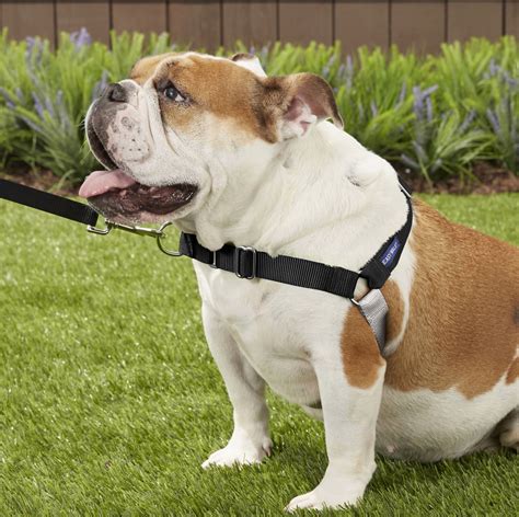  Types of Bulldog Harnesses Now that you understand all the perks a harness can offer you and your Bully, you should consider which kind of harness is best for your dog