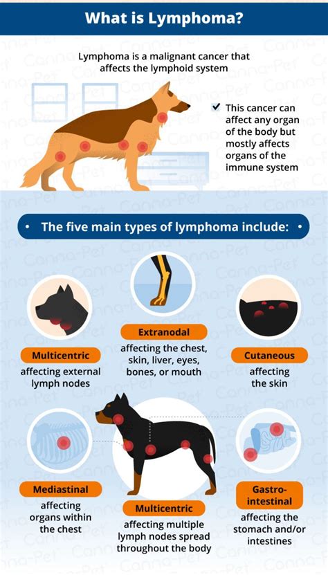  Types of cancer in dogs include canine lymphoma, melanoma, mast cell tumors, bone cancer, hemangiosarcoma, and mammary cancer