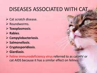  Typical cat diseases include rabies, salmonellosis, toxoplasmosis, roundworms, cryptosporidiosis, and giardiasis