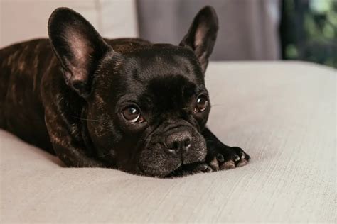  Typically, French Bulldog puppies should be fed three to four times a day to support their rapid growth and continuous energy