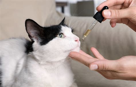  Typically, cats should consume mg of CBD per serving, once or twice daily