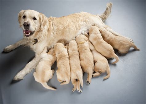  Typically, the mother dog will start to wean the dogs between 5 weeks and 7 weeks after birth