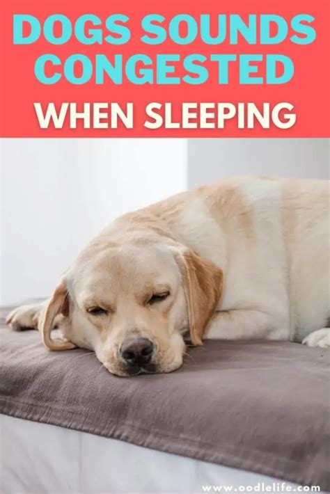  Typically, when your dog sounds congested when sleeping, nothing is wrong