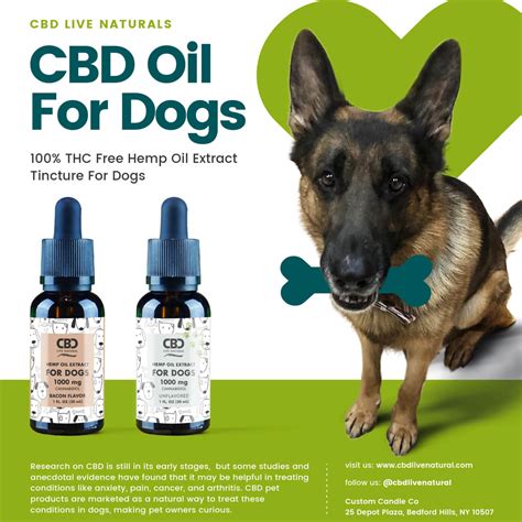  Ultimately, any pet CBD oil on this list is worth checking out