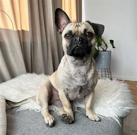  Ultimately, it is important to reinforce training with love — let your mix of French Bulldog and Pug know and feel your appreciation by giving him treats or toys