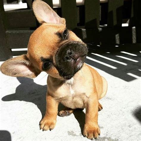  Ultimately, unless you a clear and obvious to your French Bulldog, the puppy will not understand that his biting behavior is a bad thing