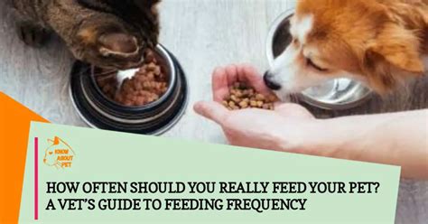  Ultimately, you and your vet will be able to determine the best frequency to meet the needs of your pet