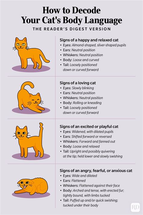  Understanding cat body language can clarify what your cat may be feeling in a moment and if CBD may help
