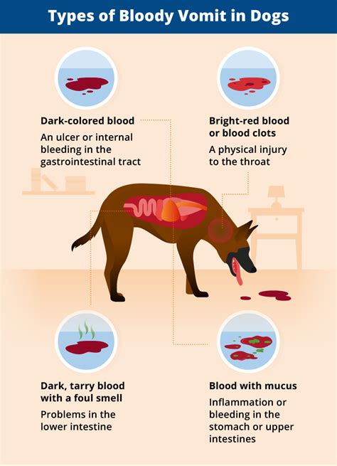  Understanding the cause of a dog