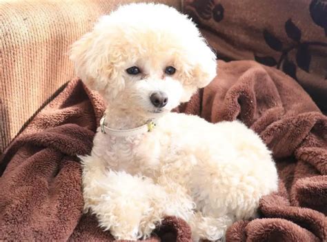  Understanding the factors that contribute to the price of a Toy Poodle is essential for potential owners