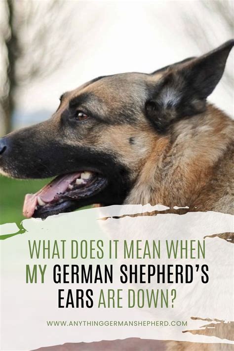  Understanding what the German Shepherd is trying to vocalize and ensuring that this is done appropriately is crucial as it allows you to prevent or minimize continuous whining that may not be necessary
