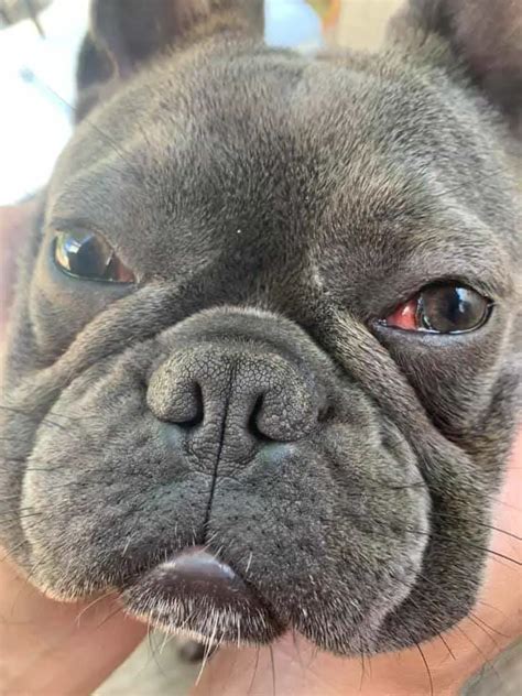  Unfortunately, French Bulldogs can inherit or develop a number of different eye conditions, some of which may cause blindness if not treated right away, and most of which can be extremely painful! We will evaluate his eyes at every examination to look for any signs of concern
