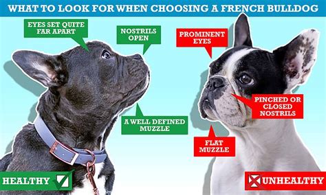  Unfortunately, dry noses are particularly common for dogs with flat faces like French Bulldogs