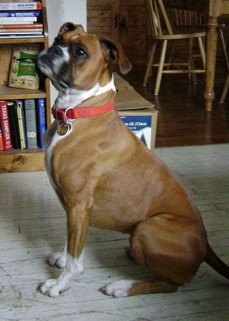  Unfortunately, like their bulldog ancestors, Boxer dogs were sometimes used for bull-baiting, and, after the practice was outlawed, for dog fighting