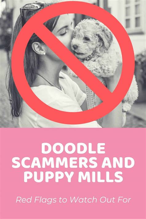  Unfortunately, many unknowing dog lovers adopt puppies from Doodle scammers and puppy mills