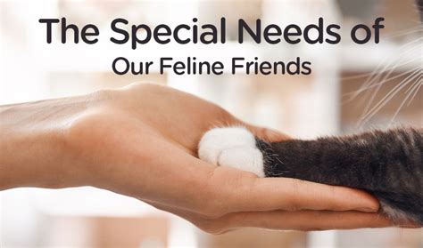  Unfortunately, our feline friends are under served members of our families, as we have less treatment options for many of their diseases