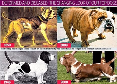  Unfortunately, the breed has developed many unhealthy traits over time to fit the trends