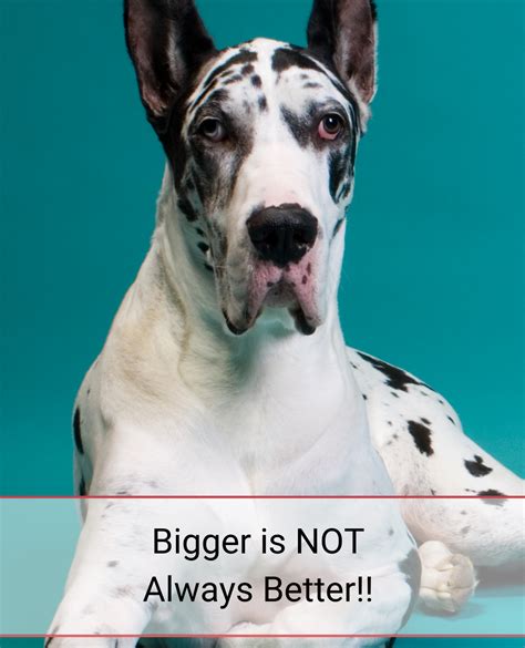  Unfortunately, this means breeders are selecting for size rather than health or temperament, so you could have a puppy that grows into an adult with behavioral or health issues
