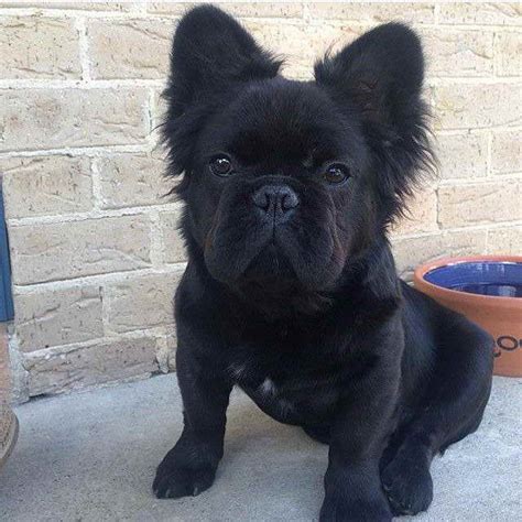  Unfortunately, your French Bulldog Pomeranian Mix can inherit this health issue, more so if she also has a flat face