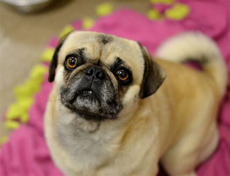  Unlike adopting from a Pug rescue, dogs at a shelter will generally be housed at the shelter although an increasing number utilize foster homes whenever they can, especially for puppies