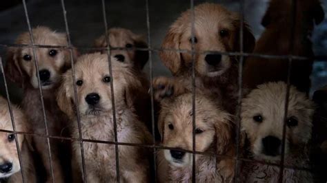  Unlike backyard breeders, puppy mills are large-scale operations that are absolutely focused on profit above all else