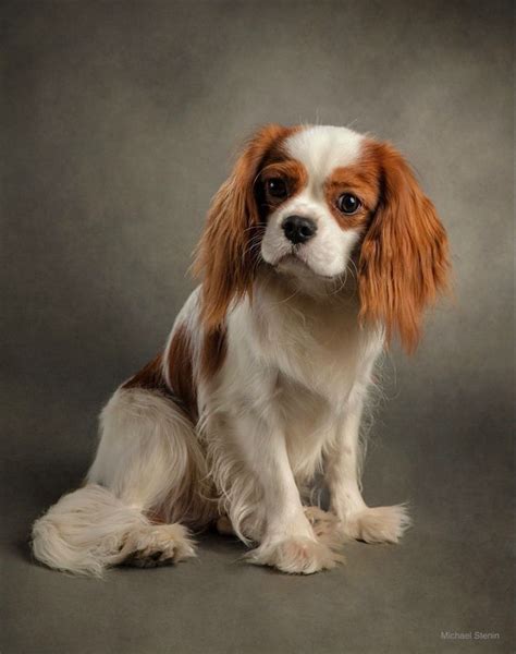  Unlike many other spaniel breeds—which are famous hunting companions—the Cavalier King Charles Spaniel was bred to be the ultimate companion